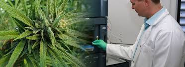 THC Global Scientist Plants - Latest Cannabis News - Cannabiz