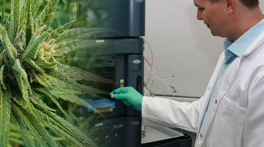 THC Global Scientist Plants - Latest Cannabis News - Cannabiz