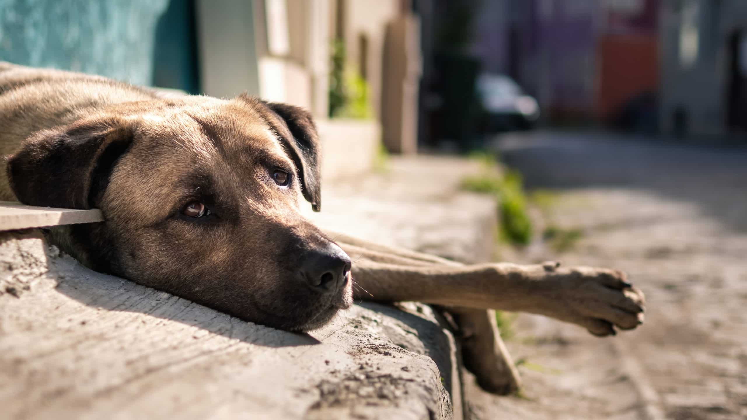 Global news: drugged-up dogs and 'the best job in the world' | Cannabiz